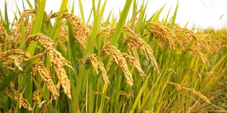 सरकारले धानको न्यूनतम समर्थन मूल्य बढायो