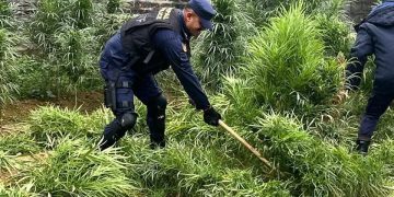 पर्साको पटेर्वासुगौलीमा अवैध गाँजा खेती नष्ट